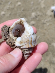Struthiolaria papulosa