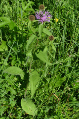 Centaurea phrygia pseudophrygia