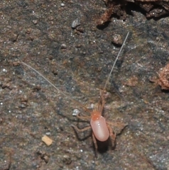 Linopodes motatorius