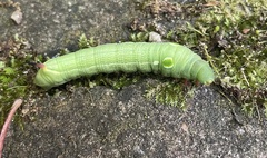 Hippotion celerio