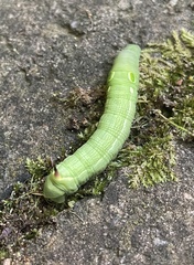Hippotion celerio