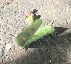 Hippotion celerio