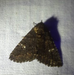 Condica albigera