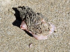Struthiolaria papulosa