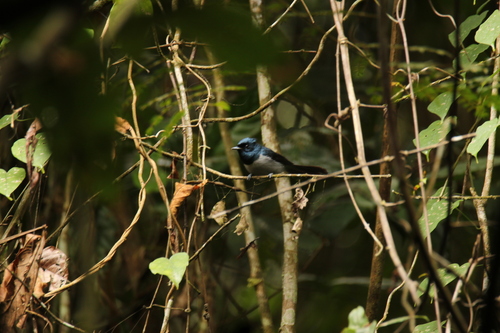 iNaturalist image