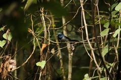 Trochocercus nitens