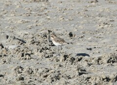 Charadrius pecuarius