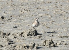 Charadrius pecuarius