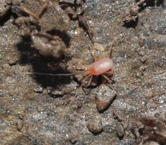 Linopodes motatorius