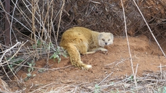 Cynictis penicillata