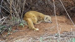 Cynictis penicillata