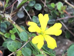 Hibbertia decumbens