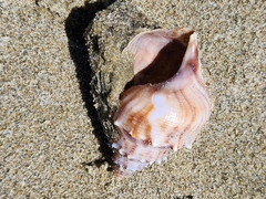 Struthiolaria papulosa
