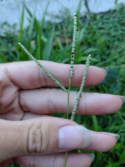 Paspalum scrobiculatum