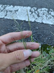 Eragrostis tenuifolia