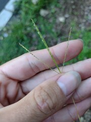 Digitaria violascens