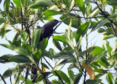 Phaenicophaeus tristis