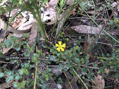 Hibbertia decumbens