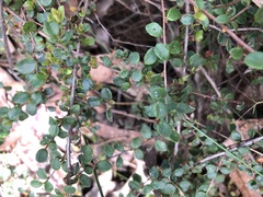 Hibbertia decumbens