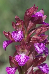 Anacamptis papilionacea