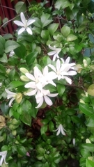 Jasminum multipartitum