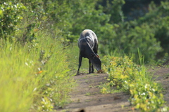 Cephalophus silvicultor