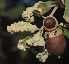 Dryomyia lichtensteinii