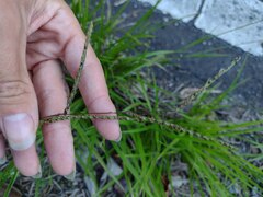 Paspalum plicatulum