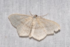 Scopula nigropunctata
