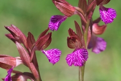 Anacamptis papilionacea