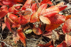 Toxicodendron orientale