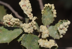 Dryomyia lichtensteinii