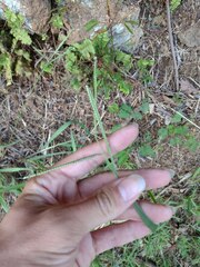 Paspalum scrobiculatum