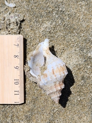 Austrofusus glans