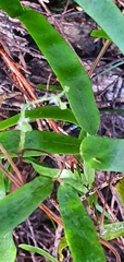Lygodium articulatum