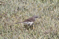 Motacilla capensis capensis