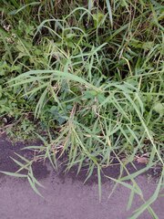 Urochloa mutica