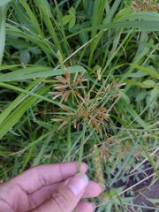 Cyperus polystachyos holosericeus