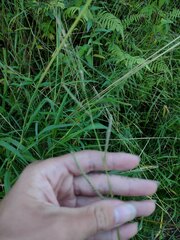 Paspalum scrobiculatum