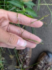 Paspalum mandiocanum