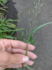 Eragrostis tenuifolia