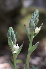 Cephalanthera cucullata