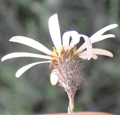 Athrixia phylicoides