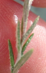 Athrixia phylicoides