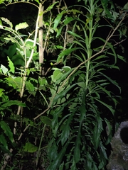 Ahaetulla travancorica