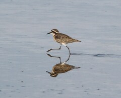 Charadrius pecuarius