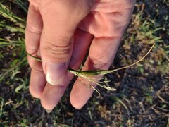 Eragrostis tenuifolia
