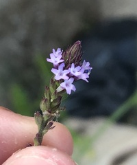 Verbena