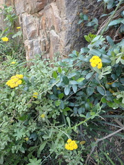 Helichrysum umbraculigerum