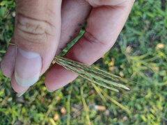 Bothriochloa pertusa